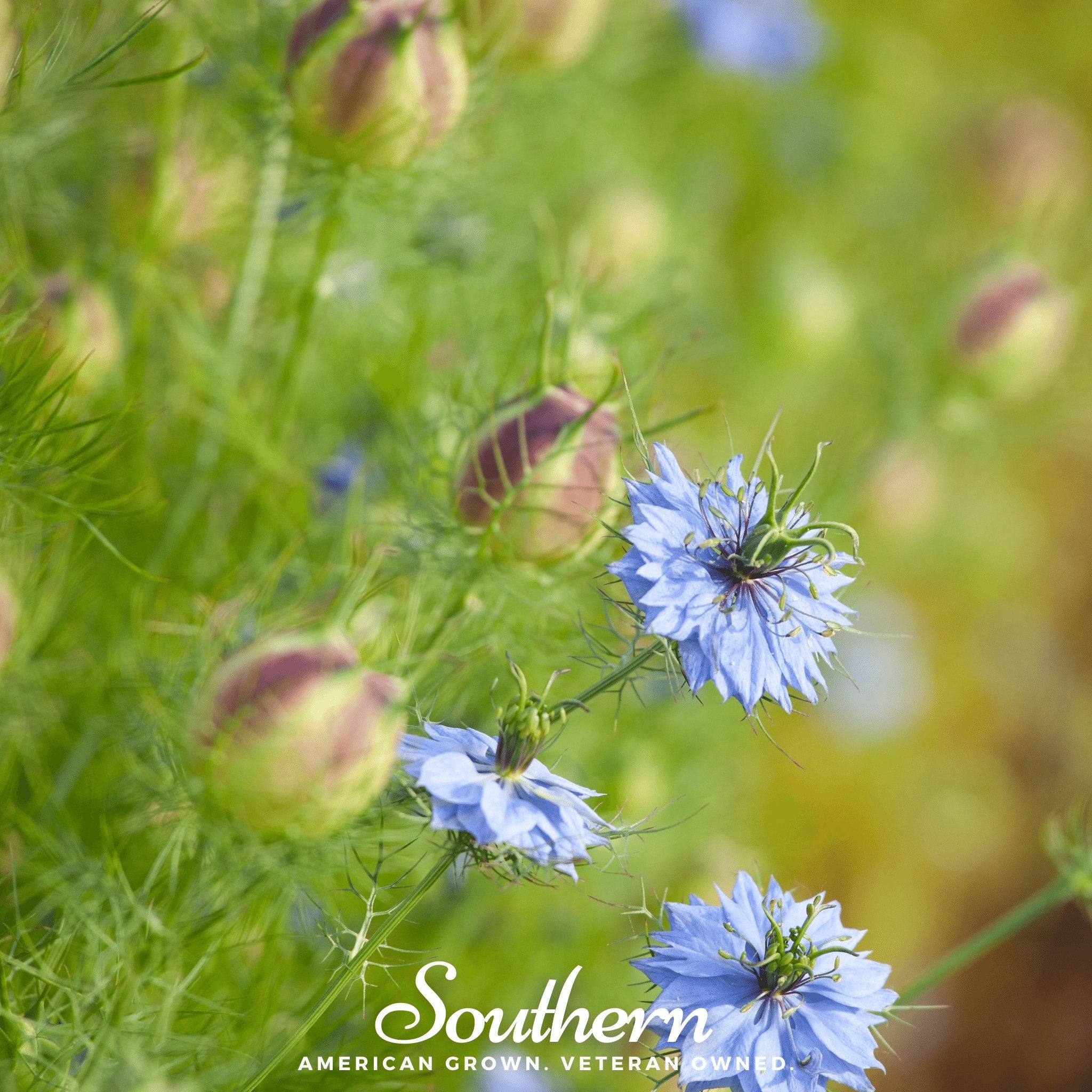 Cumin, Black (Nigella sativa) - 50 Seeds - Southern Seed Exchange