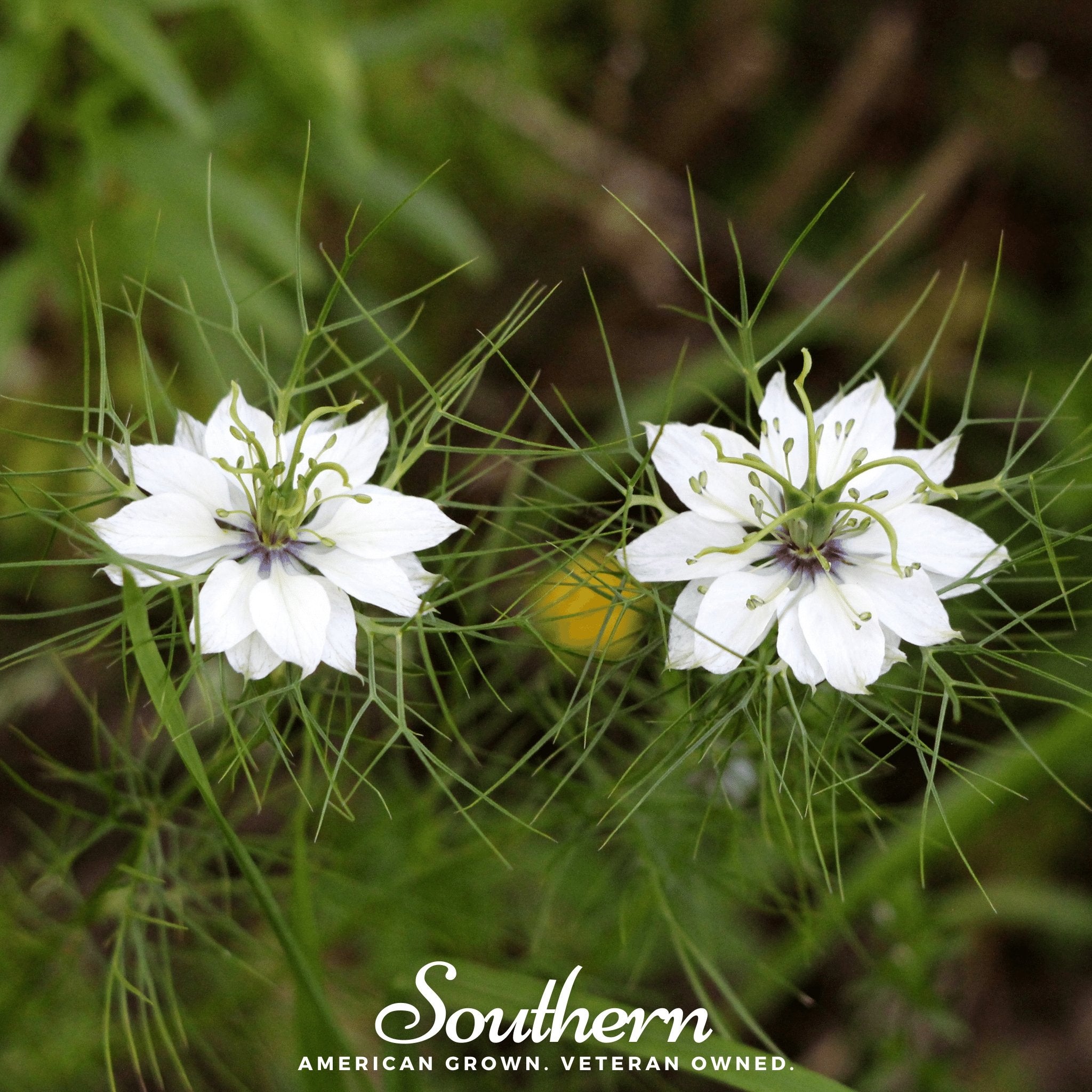 Cumin, Black (Nigella sativa) - 50 Seeds - Southern Seed Exchange