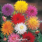 Dahlia, Cactus Mix (Dahlia variabilis) - 25 Seeds - Southern Seed Exchange