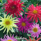 Dahlia, Cactus Mix (Dahlia variabilis) - 25 Seeds - Southern Seed Exchange