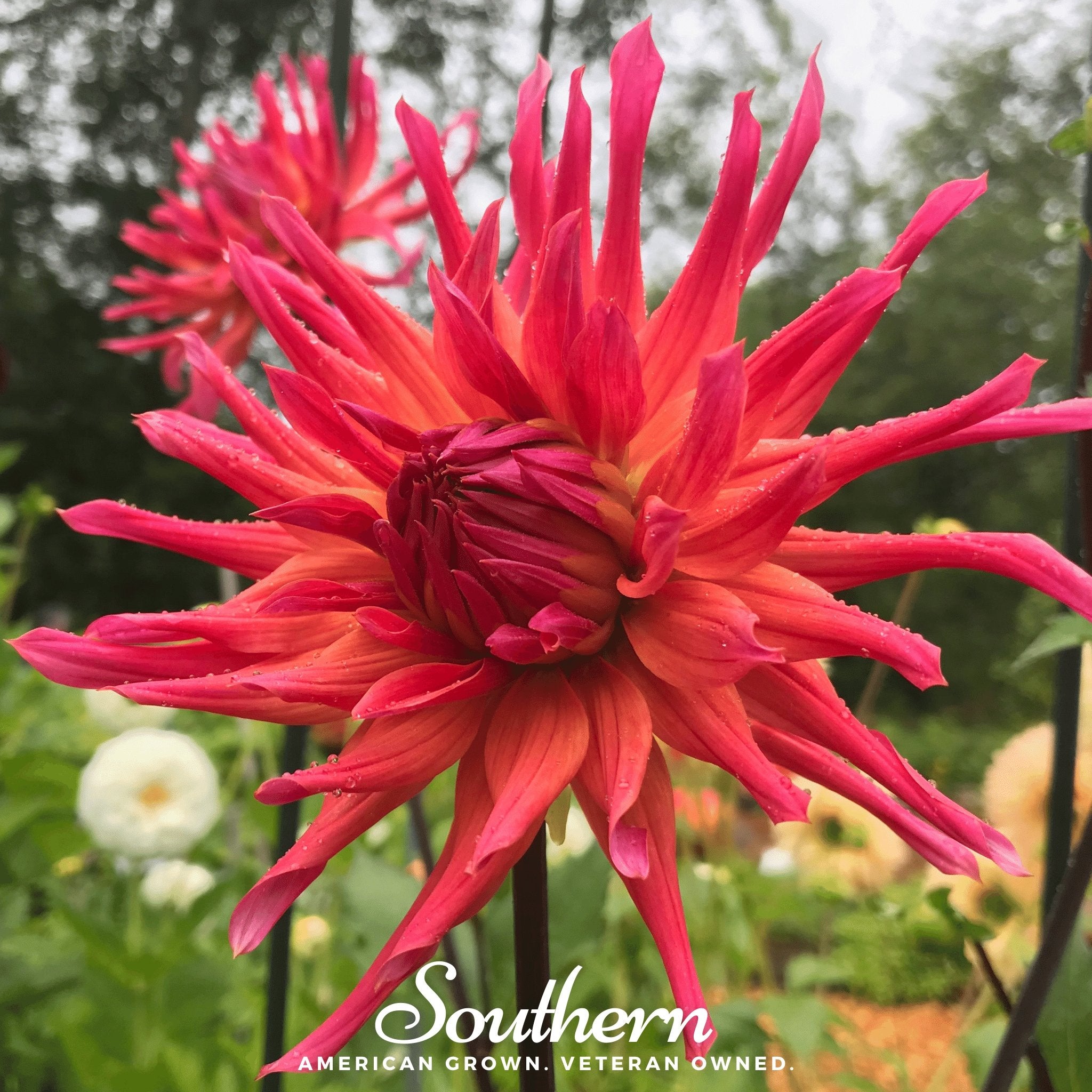 Dahlia, Cactus Mix (Dahlia variabilis) - 25 Seeds - Southern Seed Exchange