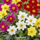 Dahlia, Mignon Mix (Dahlia variabilis) - 25 Seeds - Southern Seed Exchange