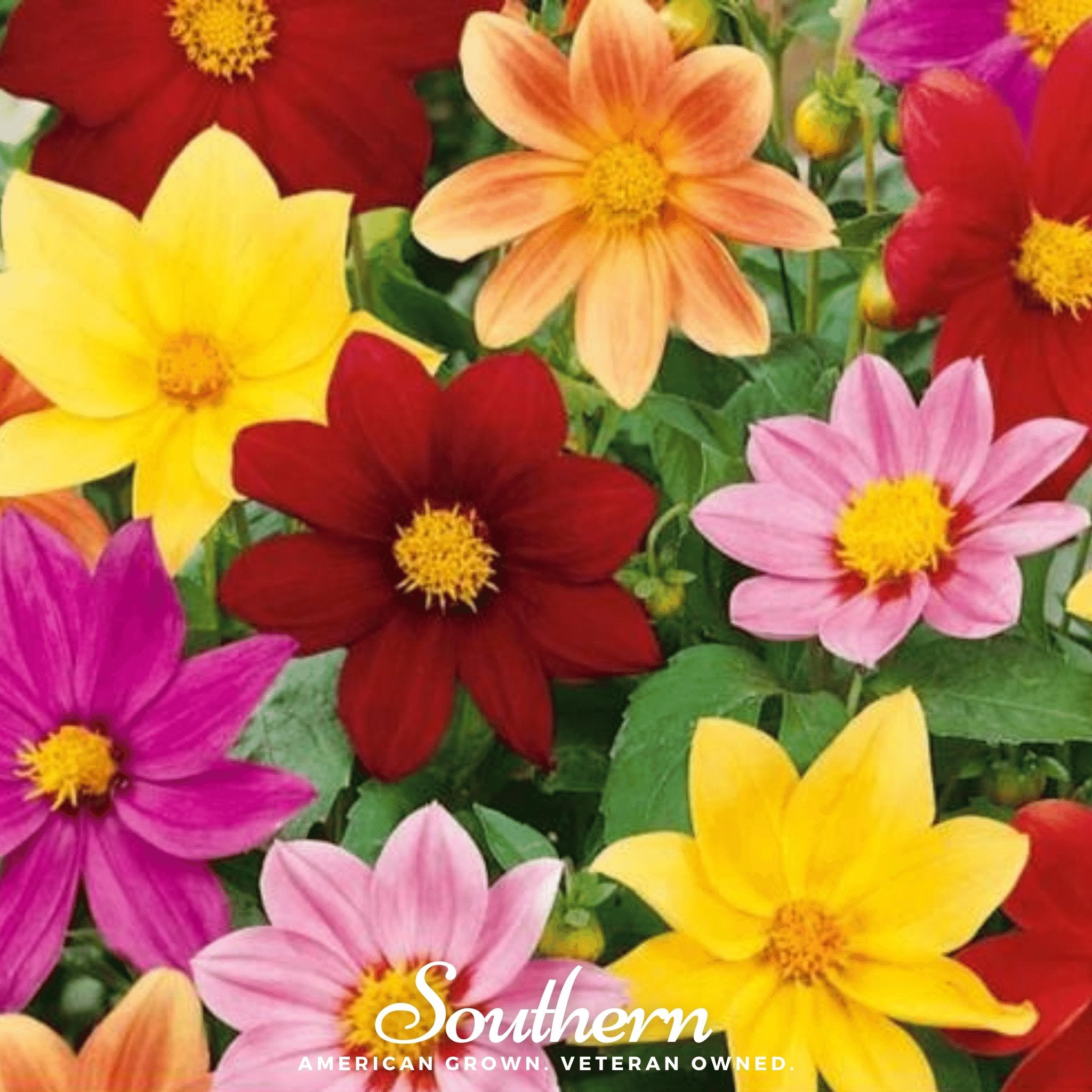 Dahlia, Mignon Mix (Dahlia variabilis) - 25 Seeds - Southern Seed Exchange