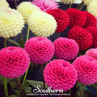 Dahlia, Pompon Mix (Dahlia variablilis) - 25 Seeds - Southern Seed Exchange