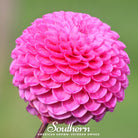 Dahlia, Pompon Mix (Dahlia variablilis) - 25 Seeds - Southern Seed Exchange