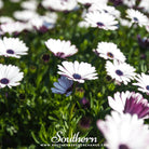 Southern Seed Exchange Daisy, African White (Dimorphotheca Sinuata) - 25 Seeds