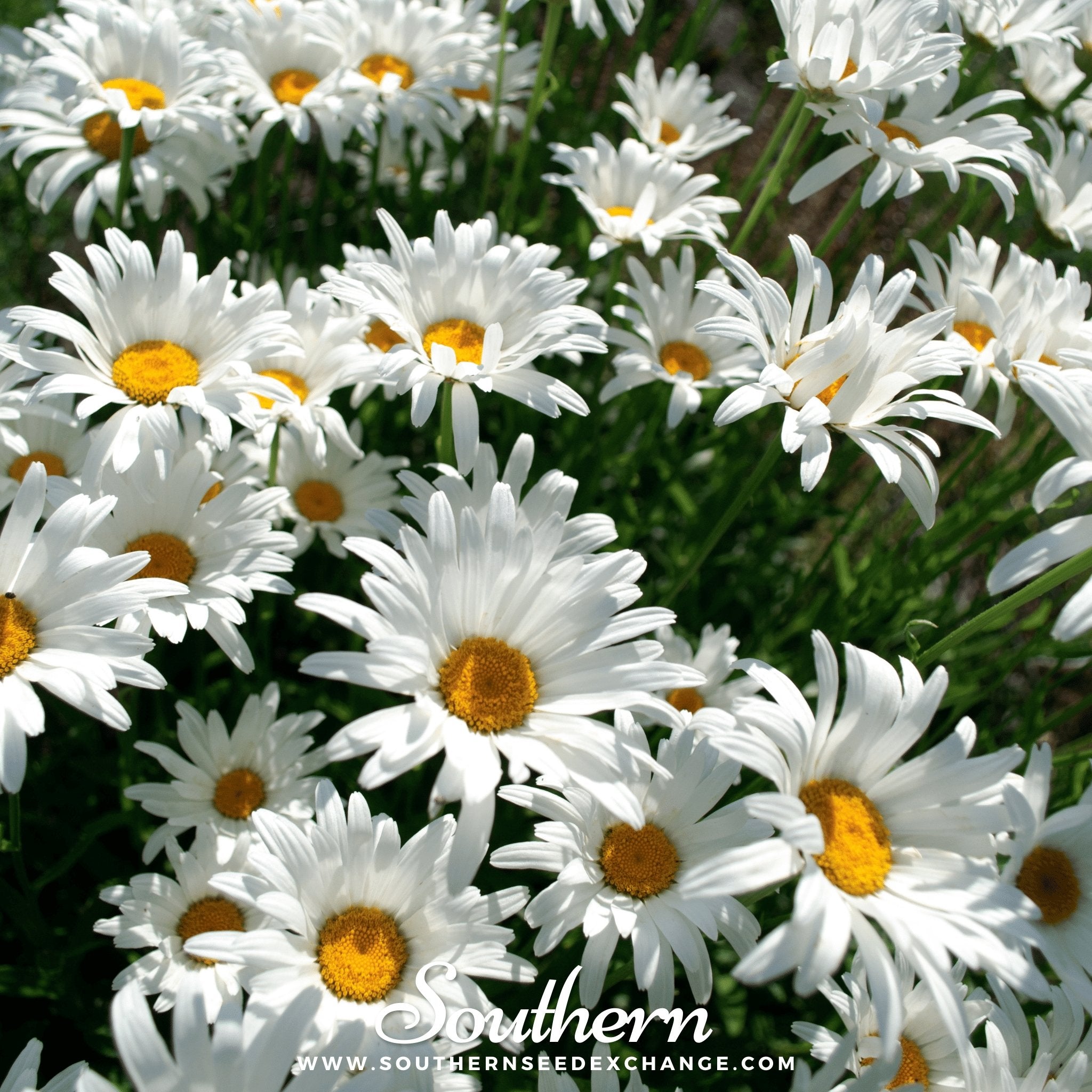 Southern Seed Exchange Daisy, Alaska Shasta (Chrysanthemum maximum) - 100 Seeds