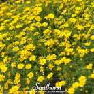 Daisy, Dahlberg (Thymophilla tenuiloba) - 500 Seeds - Southern Seed Exchange