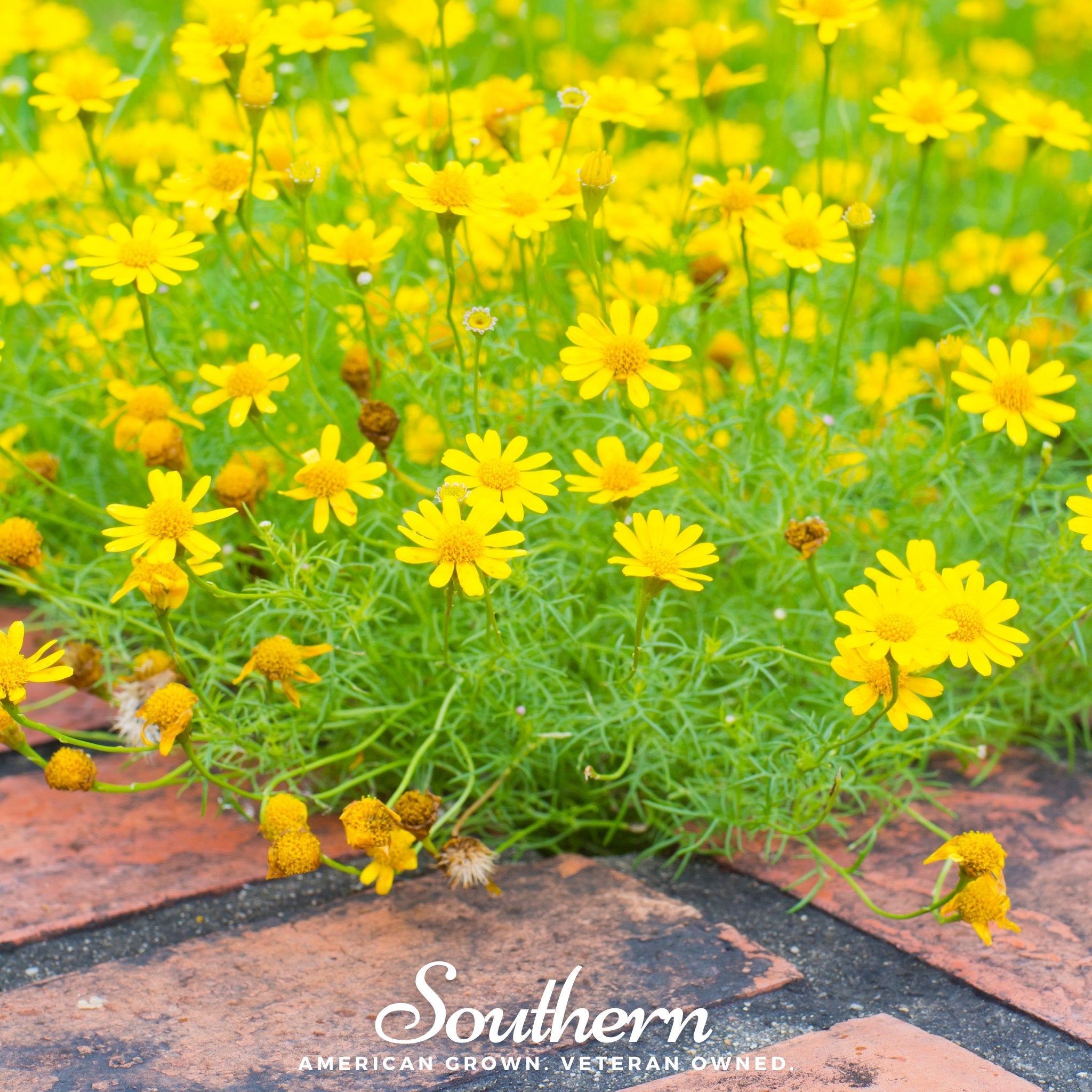 Daisy, Dahlberg (Thymophilla tenuiloba) - 500 Seeds - Southern Seed Exchange