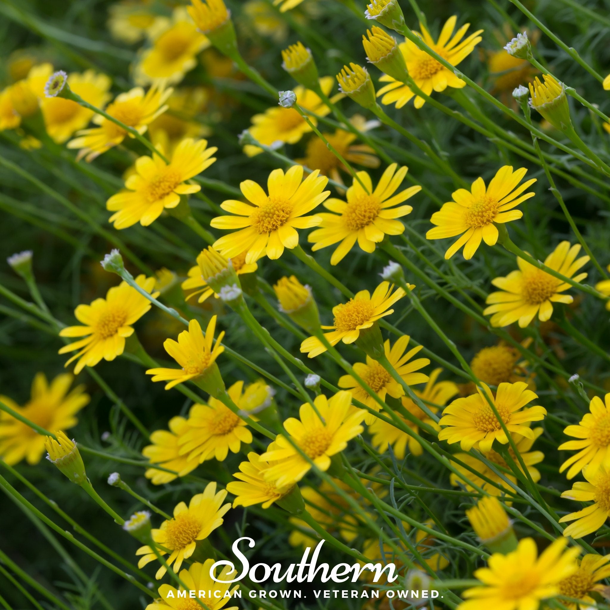 Daisy, Dahlberg (Thymophilla tenuiloba) - 500 Seeds - Southern Seed Exchange