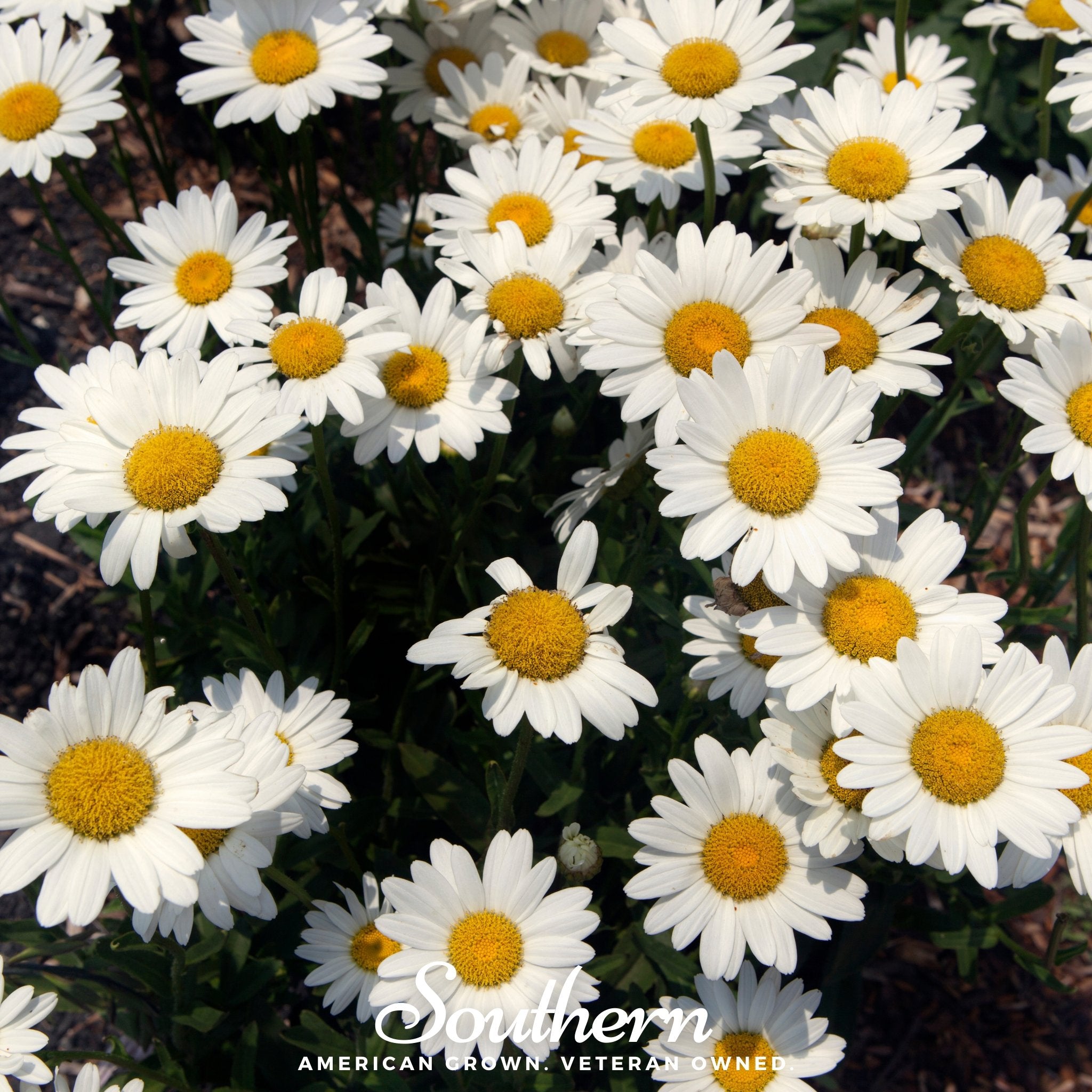 Daisy, Dwarf Shasta (Chrysanthemum maximum) - 100 Seeds - Southern Seed Exchange