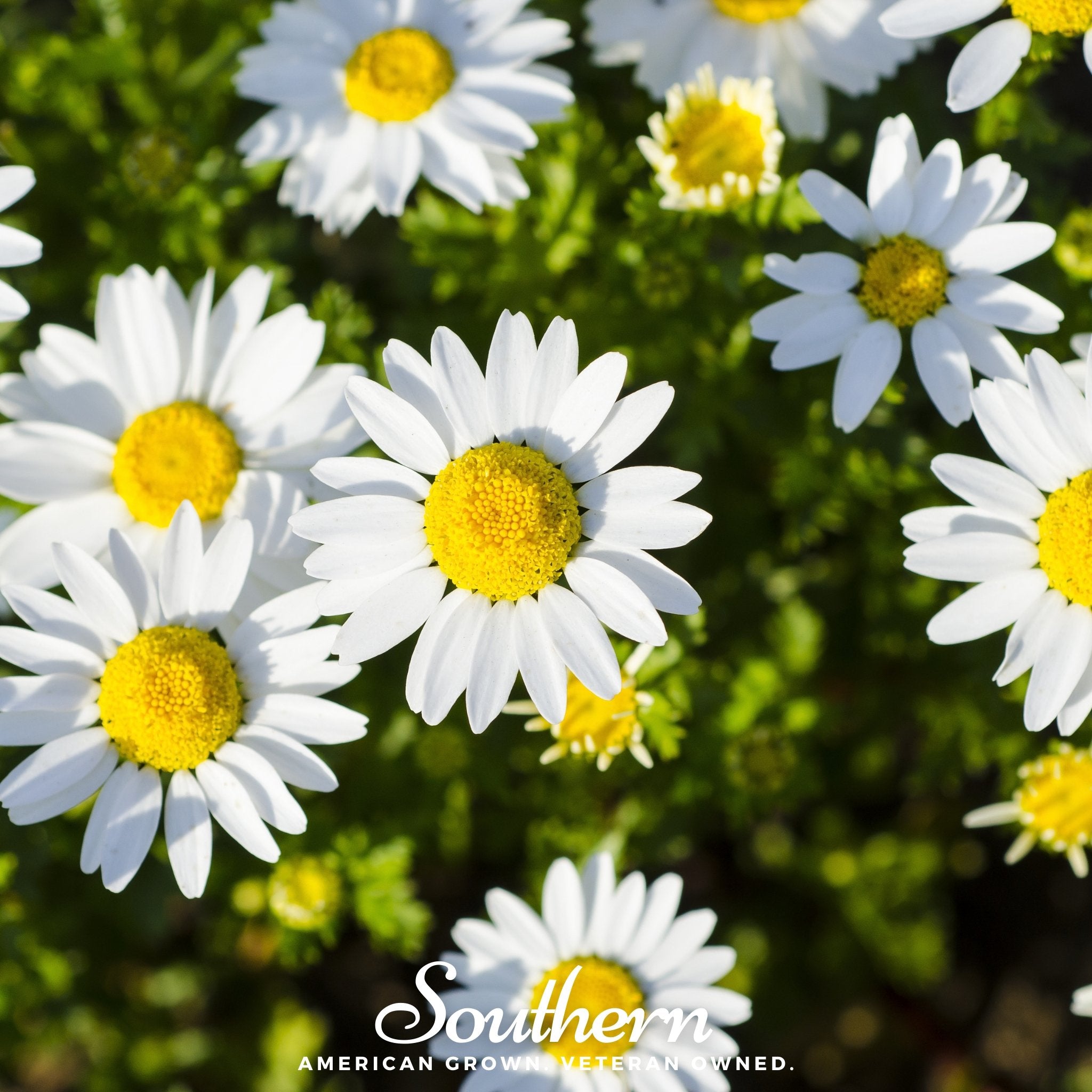 Daisy, Dwarf Shasta (Chrysanthemum maximum) - 100 Seeds - Southern Seed Exchange