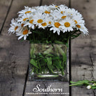 Daisy, Dwarf Shasta (Chrysanthemum maximum) - 100 Seeds - Southern Seed Exchange