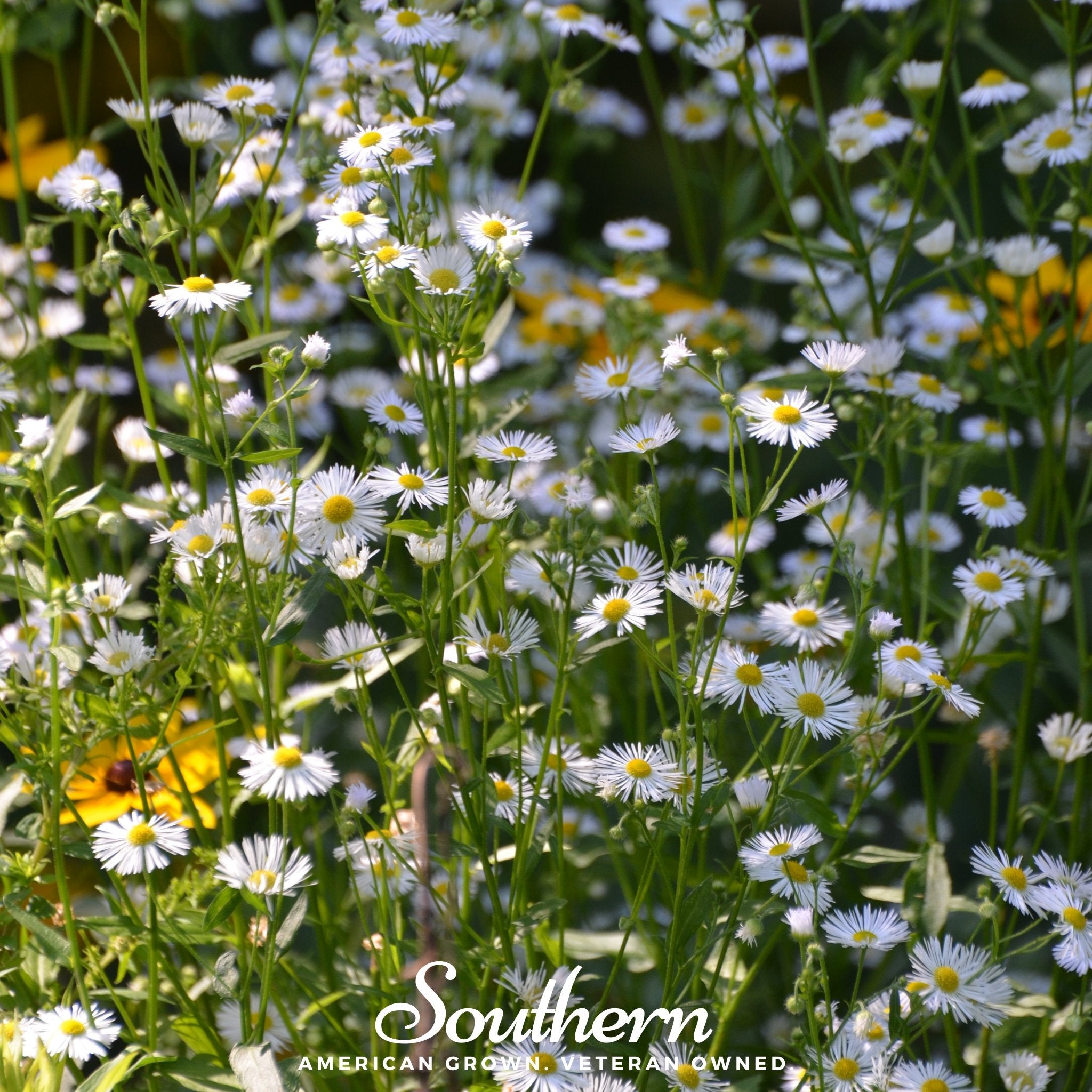 Daisy, Fleabane - Dainty Daisy (Erigeron speciosus) - 100 Seeds - Southern Seed Exchange