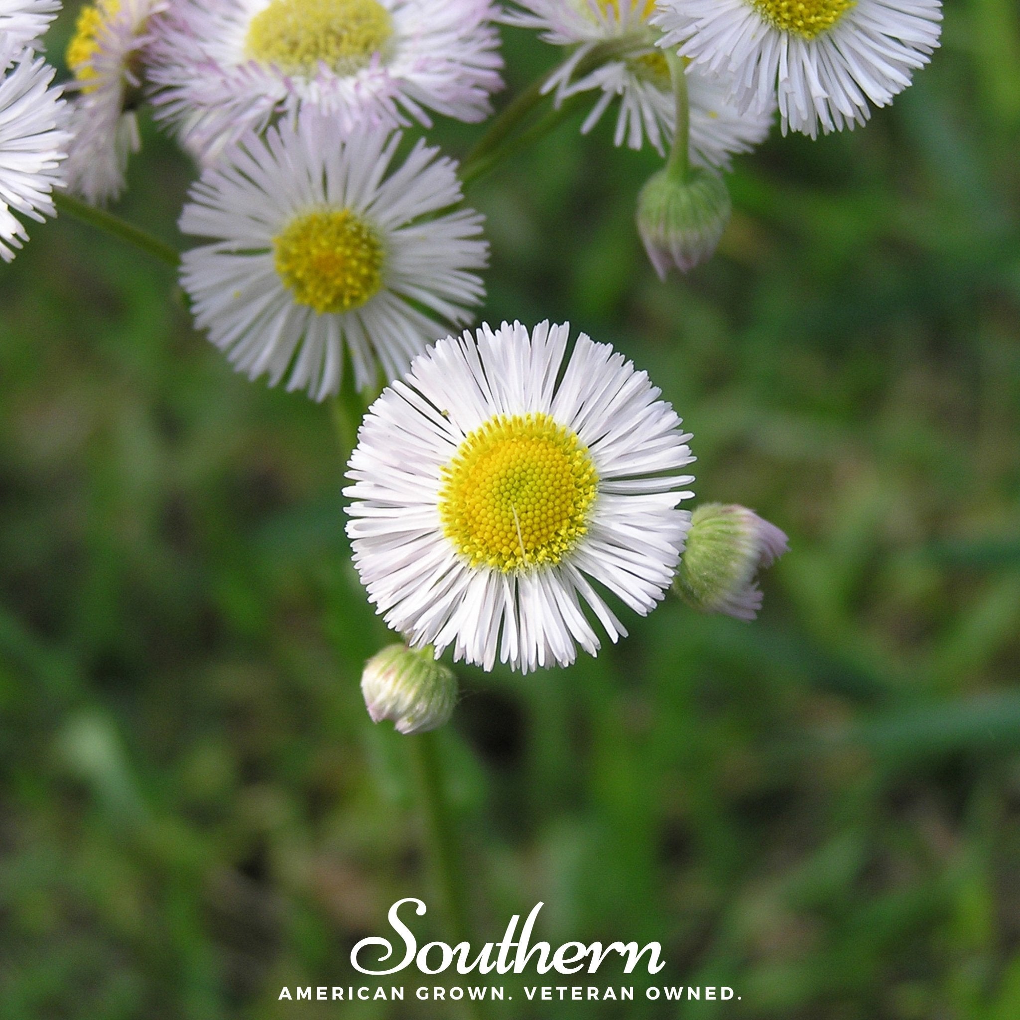 Daisy, Fleabane - Dainty Daisy (Erigeron speciosus) - 100 Seeds - Southern Seed Exchange