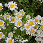 Daisy, Fleabane - Dainty Daisy (Erigeron speciosus) - 100 Seeds - Southern Seed Exchange