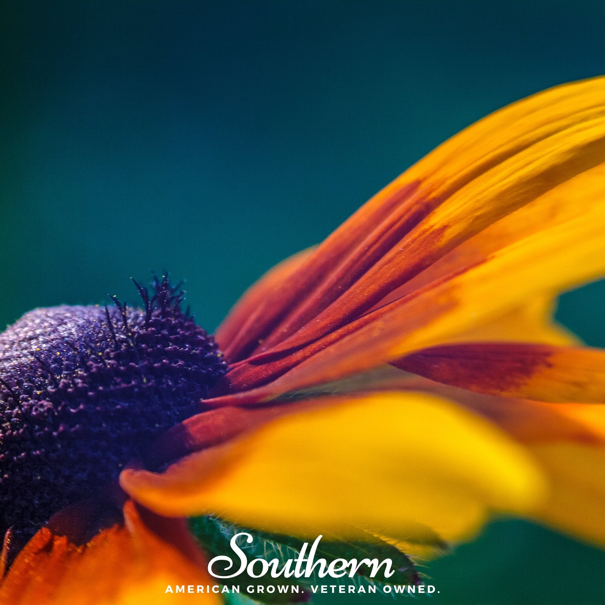 Daisy, Gloriosa - Black Eyed Susan (Rudbeckia hirta) - 100 Seeds - Southern Seed Exchange