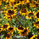 Daisy, Gloriosa - Black Eyed Susan (Rudbeckia hirta) - 100 Seeds - Southern Seed Exchange