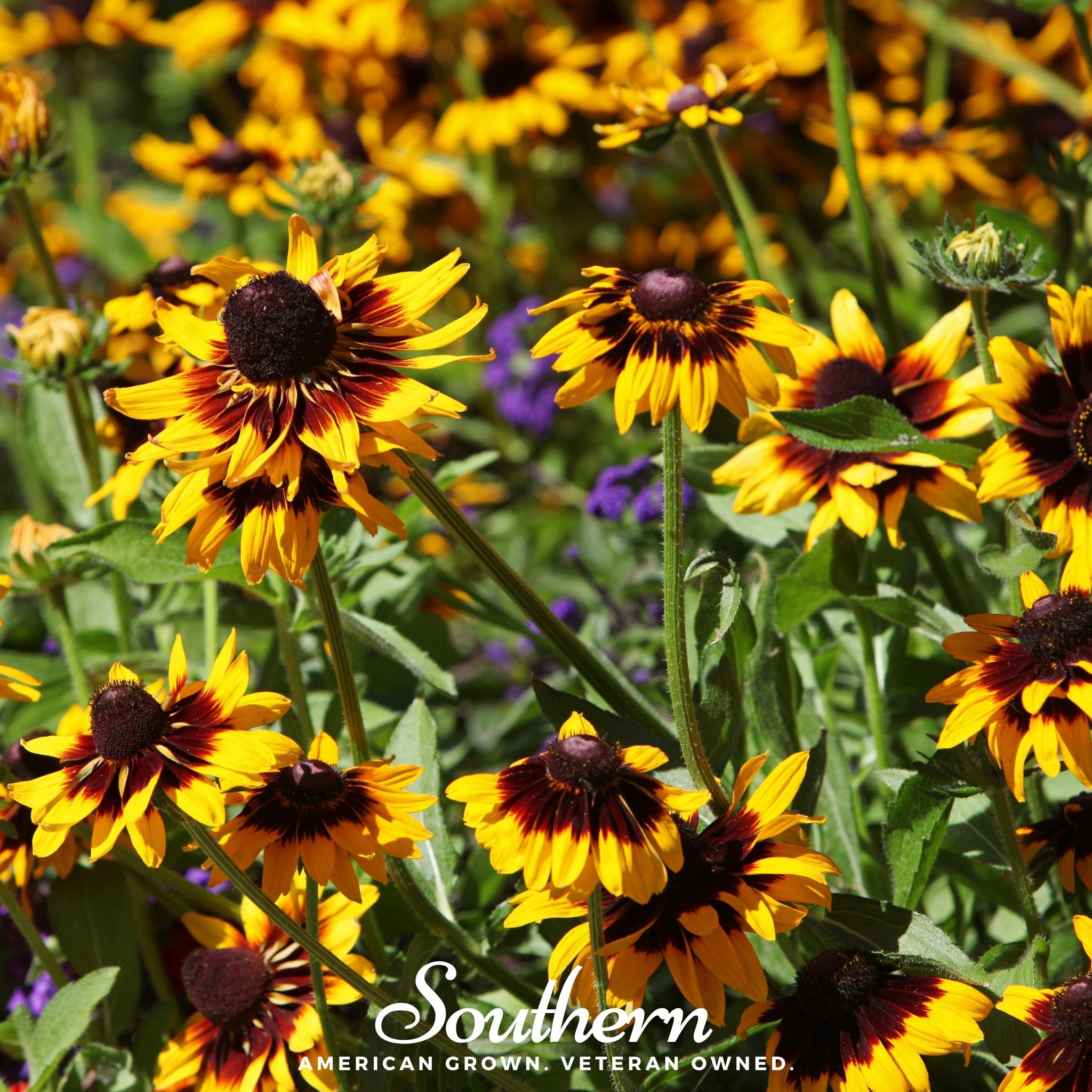 Daisy, Gloriosa - Black Eyed Susan (Rudbeckia hirta) - 100 Seeds - Southern Seed Exchange