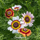 Southern Seed Exchange Daisy, Painted (Chrysanthemum carinatum) - 100 Seeds