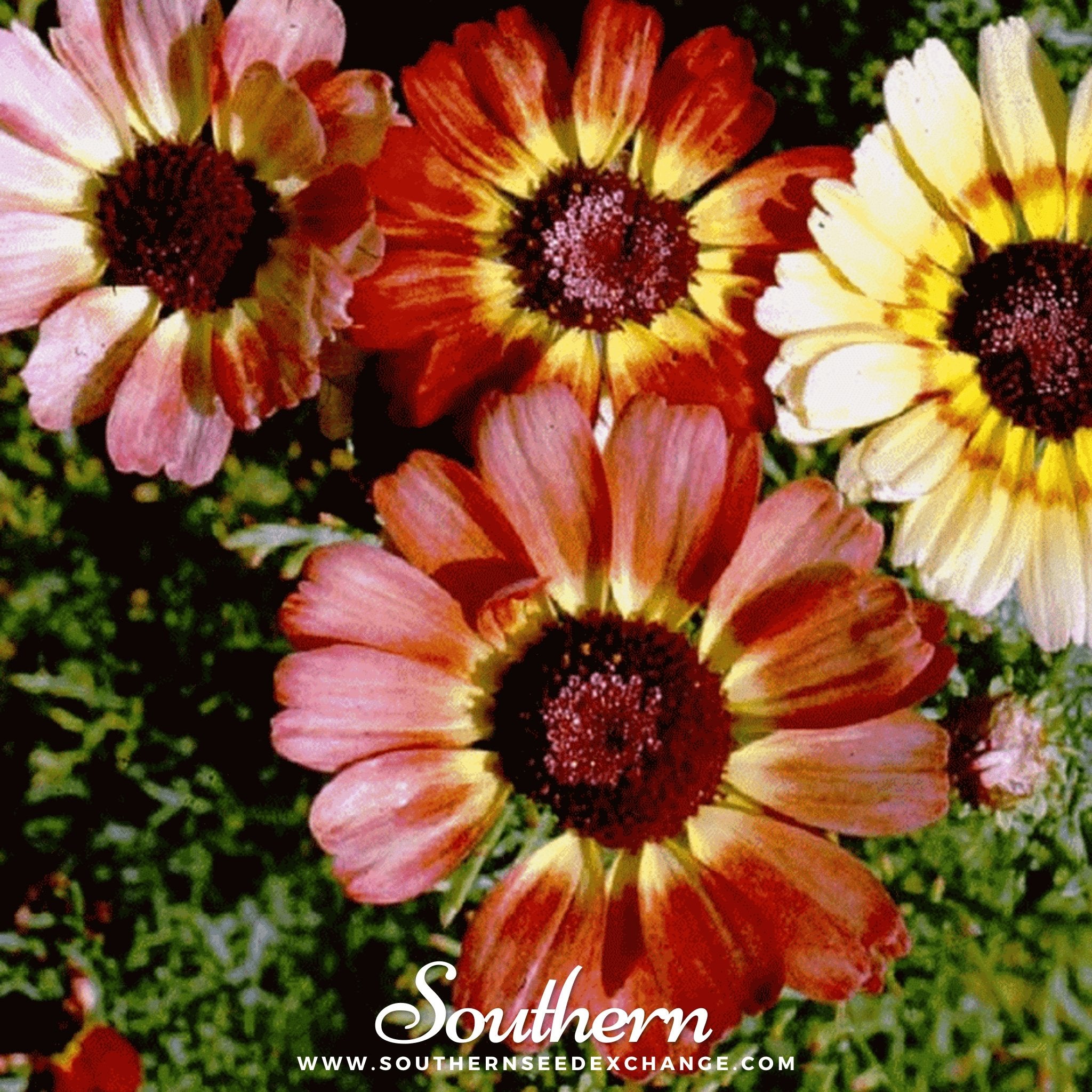 Southern Seed Exchange Daisy, Painted (Chrysanthemum carinatum) - 100 Seeds