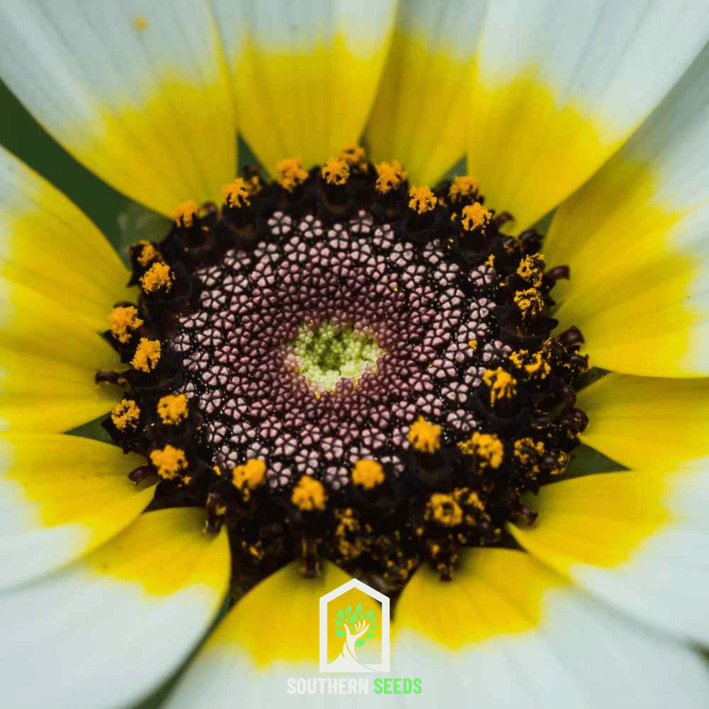 Daisy, Polar Star (Chrysanthemum carinatum) - 50 Seeds - Southern Seed Exchange