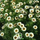 Daisy, Polar Star (Chrysanthemum carinatum) - 50 Seeds - Southern Seed Exchange