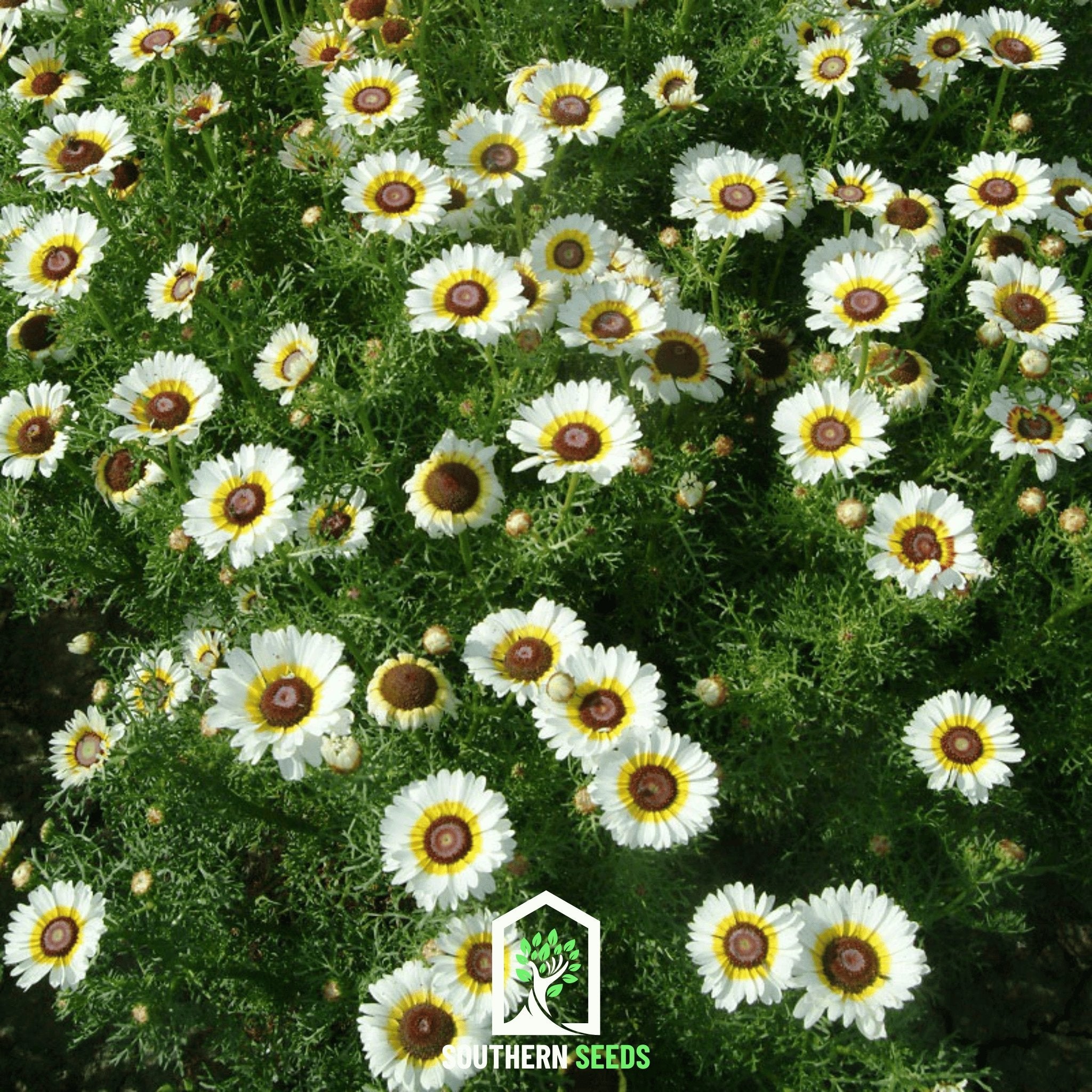 Daisy, Polar Star (Chrysanthemum carinatum) - 50 Seeds - Southern Seed Exchange