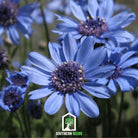 Daisy, The Blues Blue (Felicia heterophylla) - 50 Seeds - Southern Seed Exchange