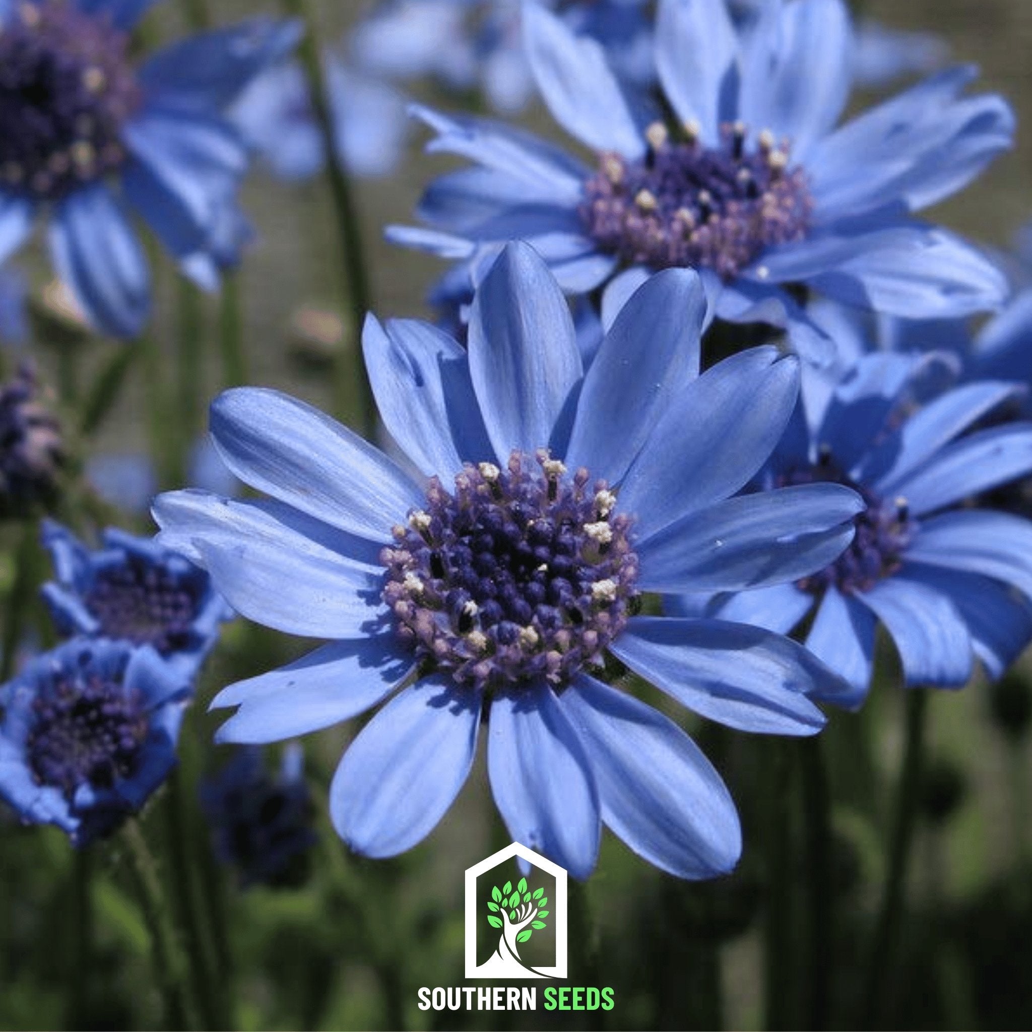 Daisy, The Blues Blue (Felicia heterophylla) - 50 Seeds - Southern Seed Exchange