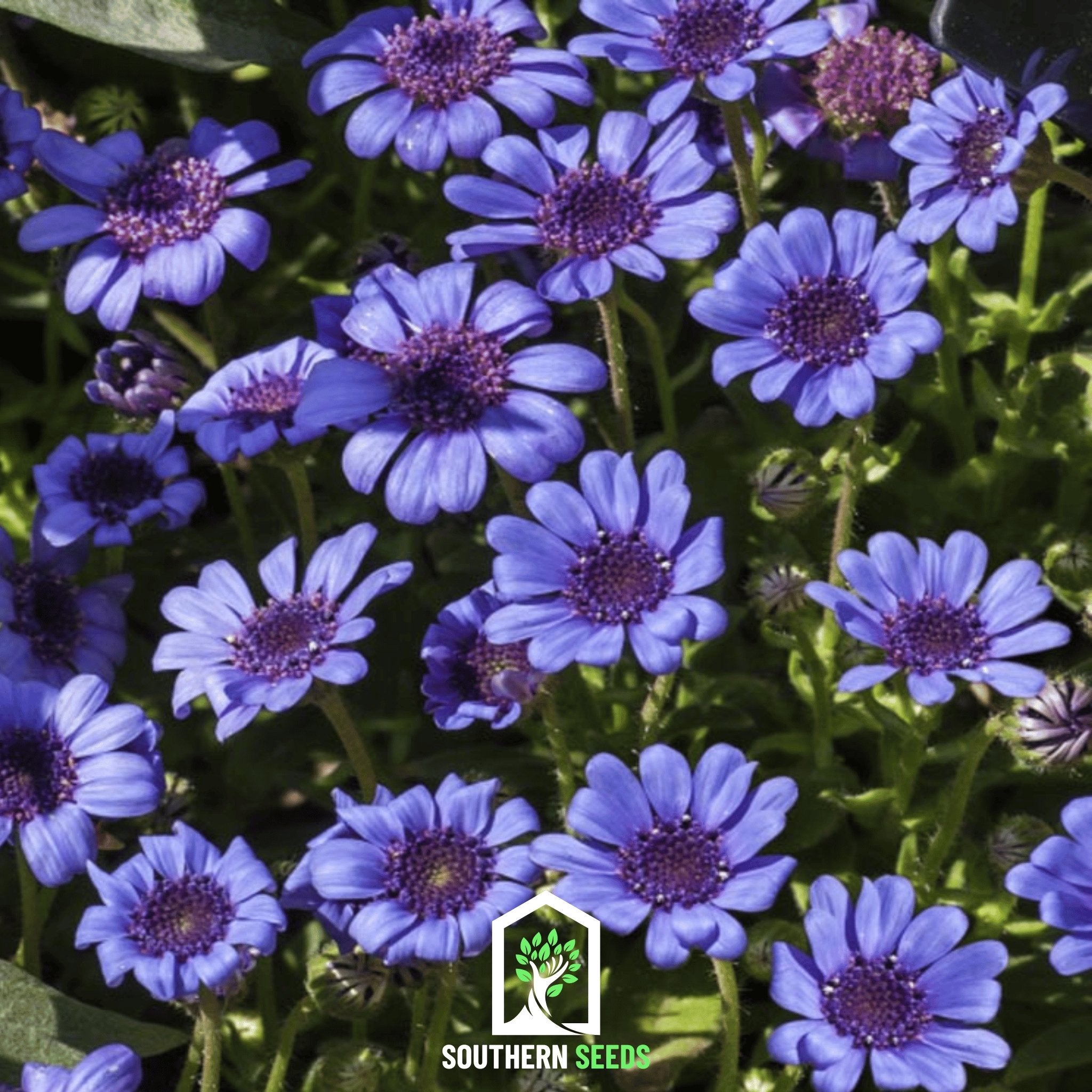 Daisy, The Blues Blue (Felicia heterophylla) - 50 Seeds - Southern Seed Exchange