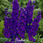 Delphinium, Black Knight (Dephinium x cultorum) - 25 Seeds - Southern Seed Exchange