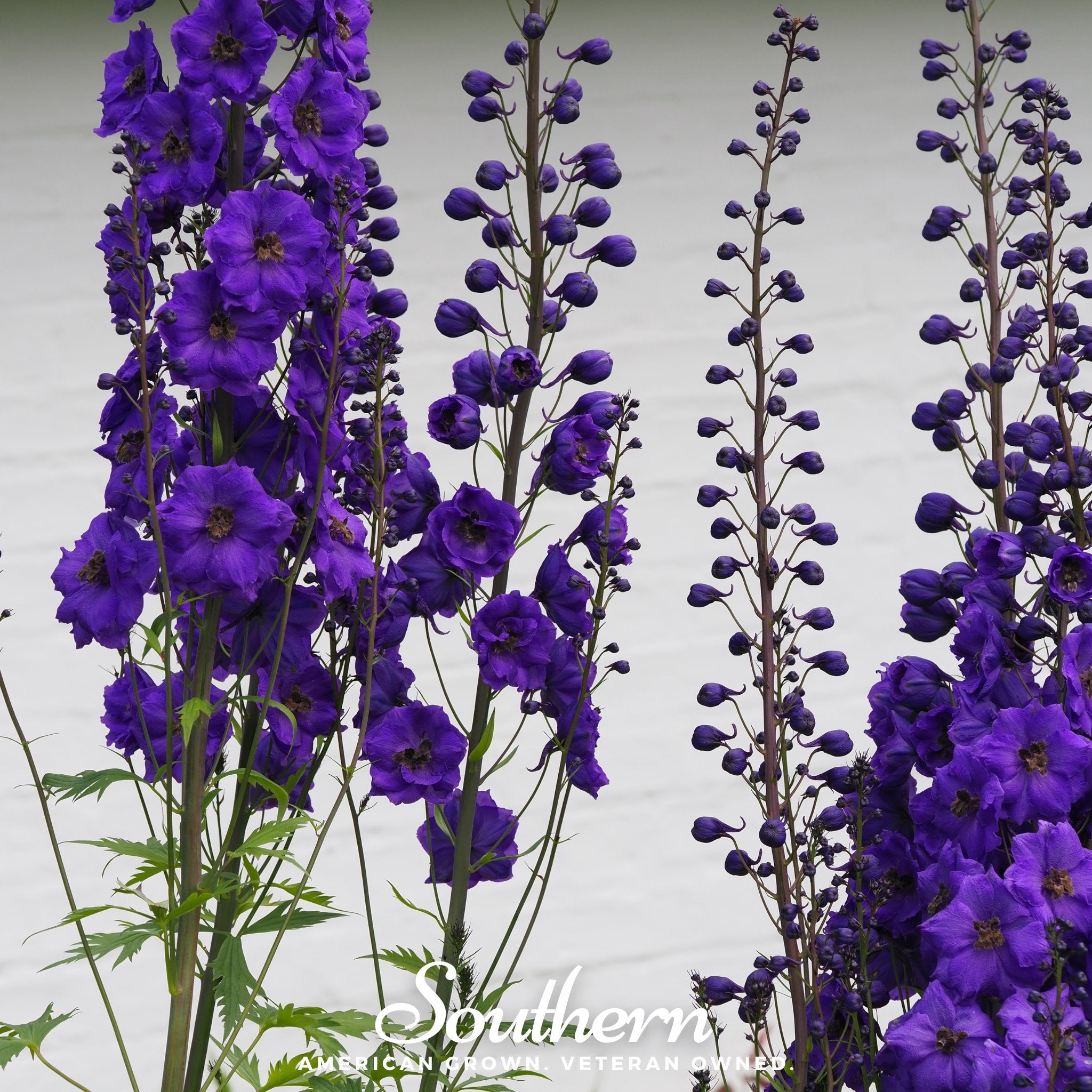 Delphinium, Black Knight (Dephinium x cultorum) - 25 Seeds - Southern Seed Exchange