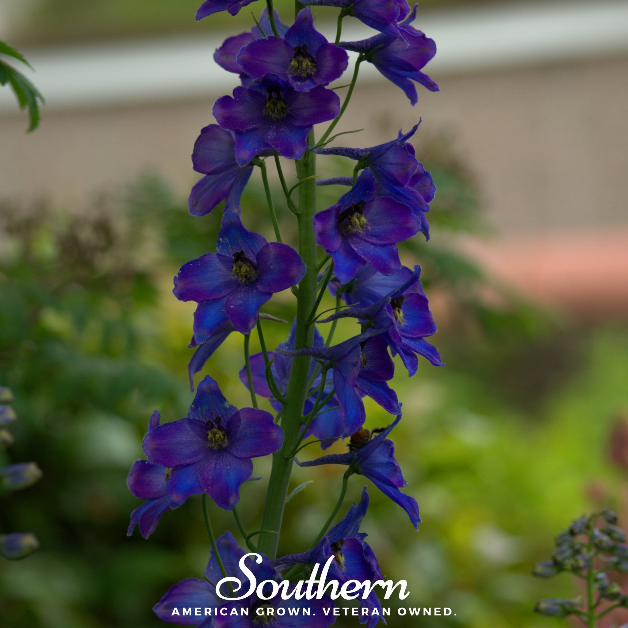 Delphinium, Black Knight (Dephinium x cultorum) - 25 Seeds - Southern Seed Exchange