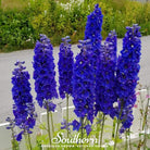 Delphinium, Black Knight (Dephinium x cultorum) - 25 Seeds - Southern Seed Exchange