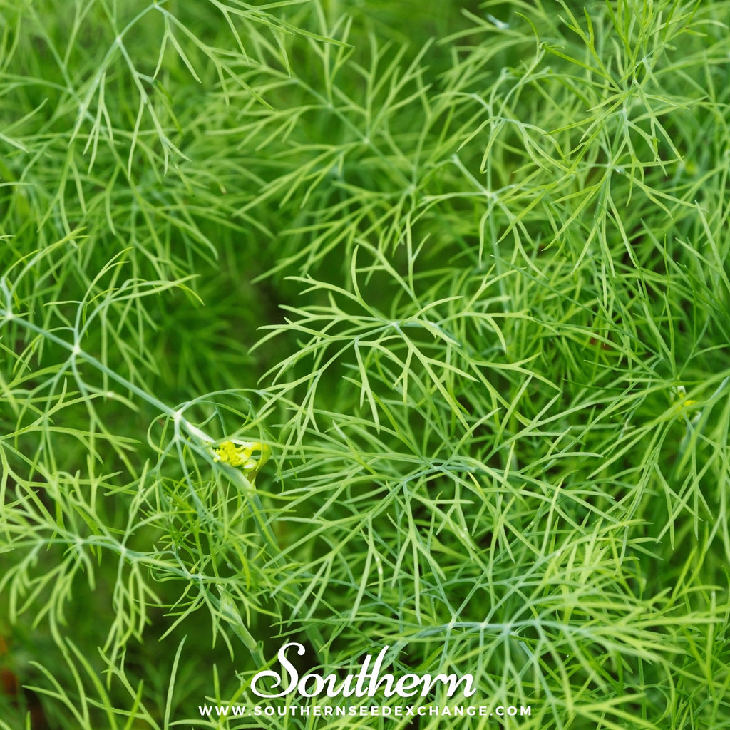 Southern Seed Exchange Dill, Bouquet (Anethum graveolens) - 100 Seeds
