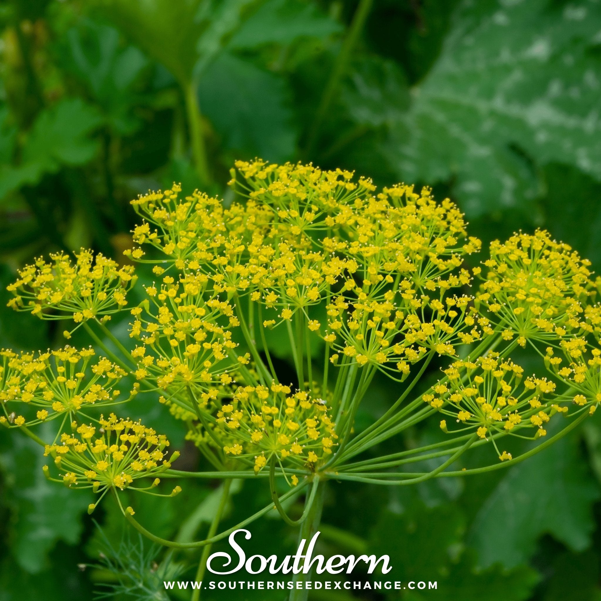 Southern Seed Exchange Dill, Bouquet (Anethum graveolens) - 100 Seeds