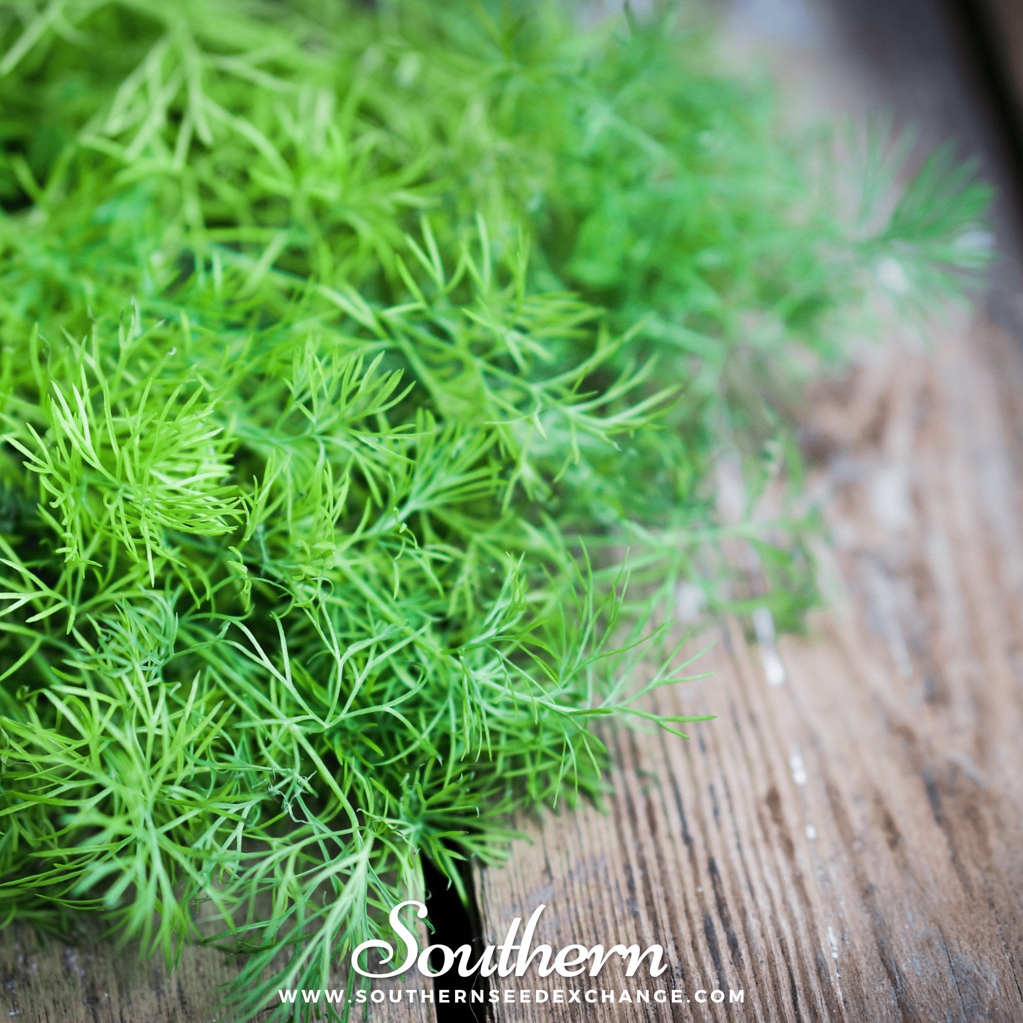 Southern Seed Exchange Dill, Bouquet (Anethum graveolens) - 100 Seeds