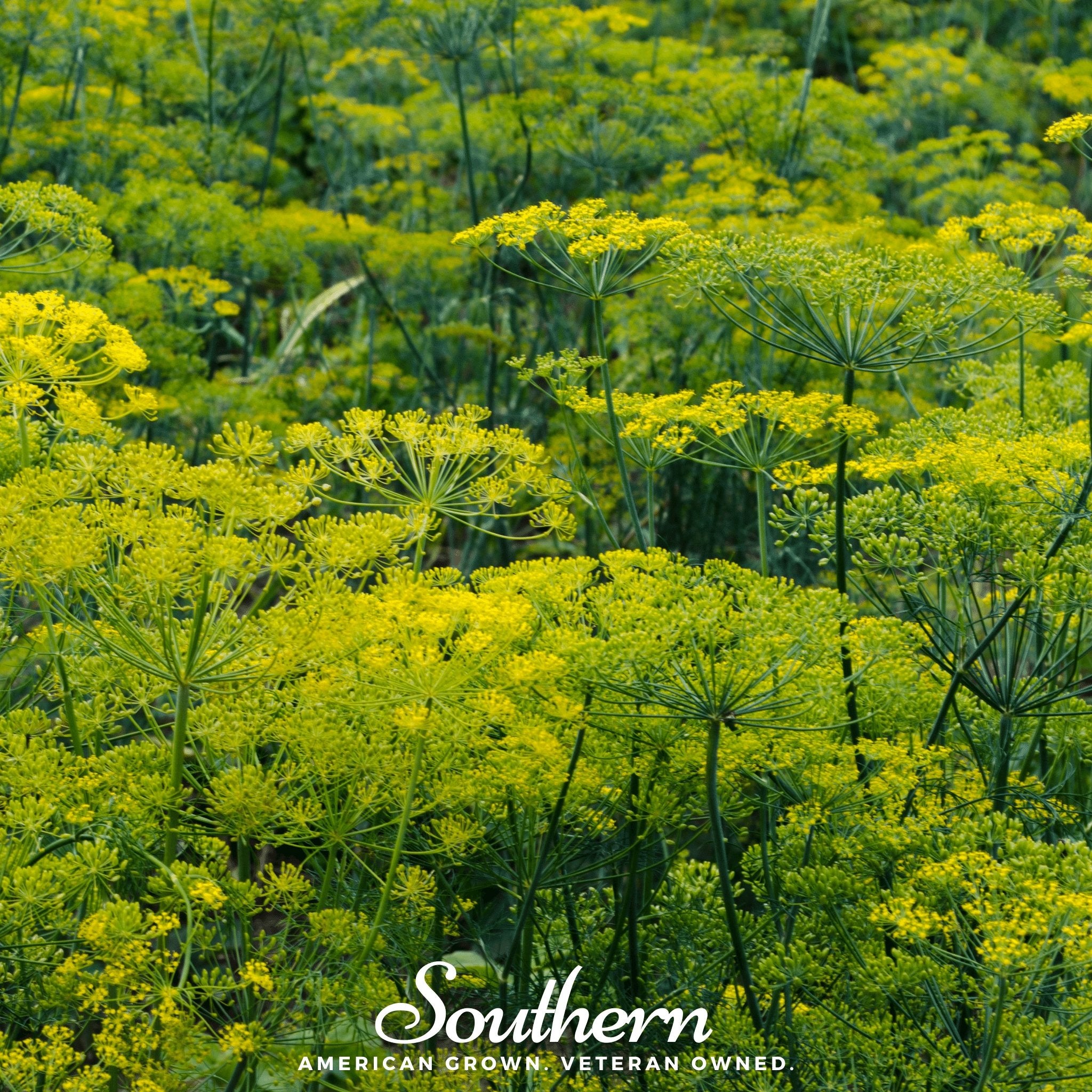 Dill, Dukat (Anethum graveolens) - 100 Seeds - Southern Seed Exchange