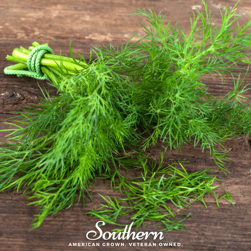 Dill, Dukat (Anethum graveolens) - 100 Seeds - Southern Seed Exchange
