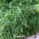 Dill, Dwarf Fernleaf (Anethum graveolens) - 100 Seeds - Southern Seed Exchange