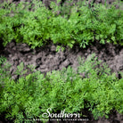 Dill, Dwarf Fernleaf (Anethum graveolens) - 100 Seeds - Southern Seed Exchange