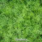 Dill, Dwarf Fernleaf (Anethum graveolens) - 100 Seeds - Southern Seed Exchange