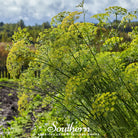 Dill, Mammoth Long Island (Anethum graveolens) - 200 Seeds - Southern Seed Exchange