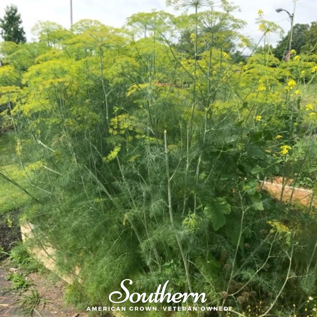 Dill, Mammoth Long Island (Anethum graveolens) - 200 Seeds - Southern Seed Exchange