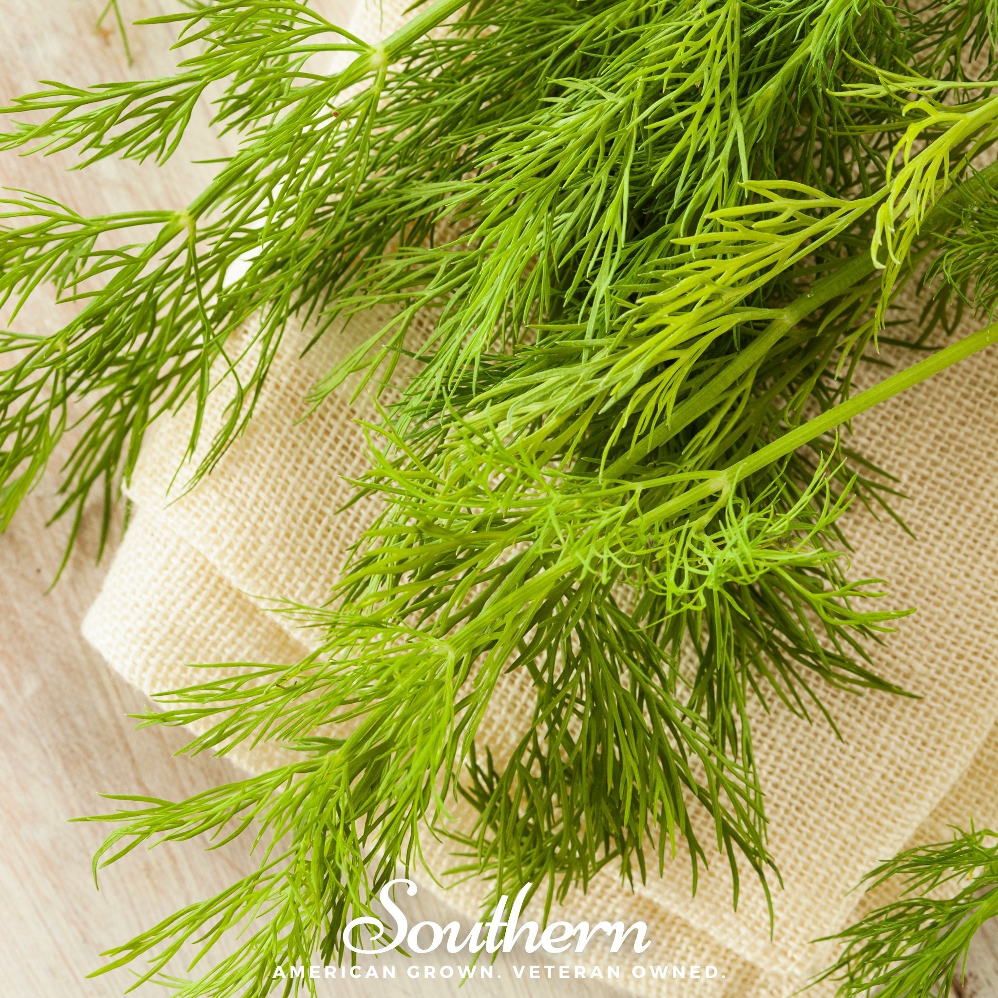 Dill, Mammoth Long Island (Anethum graveolens) - 200 Seeds - Southern Seed Exchange