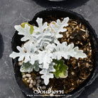 Southern Seed Exchange Dusty Miller Siverdust (Cineraria Maritima) - 200 Seeds