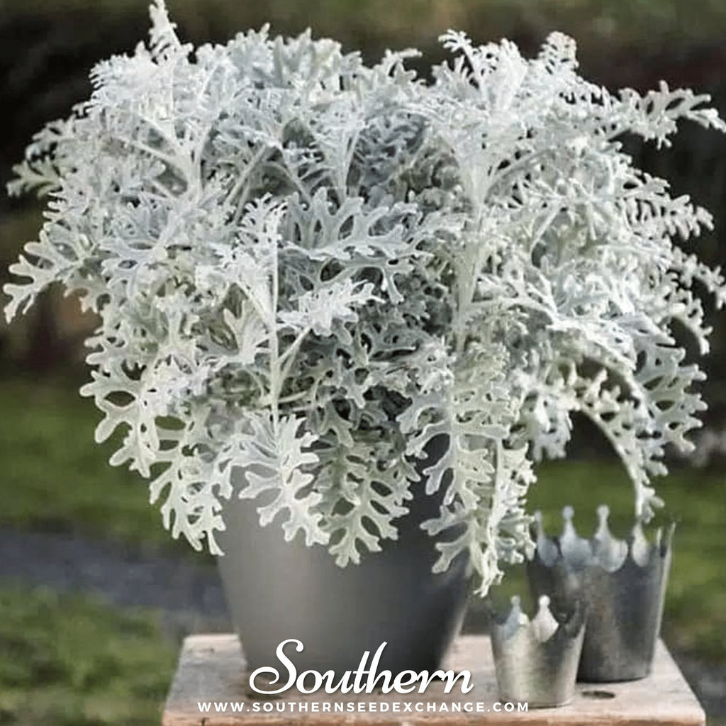 Southern Seed Exchange Dusty Miller Siverdust (Cineraria Maritima) - 200 Seeds