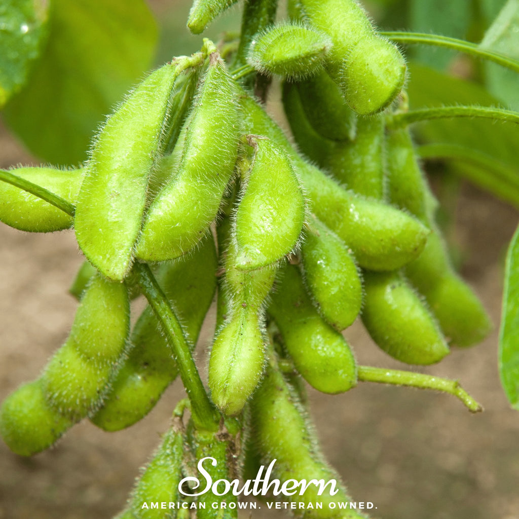 Edamame, Be Sweet Soybean (Phaseolus vulgaris) - 20 Seeds - Southern Seed Exchange