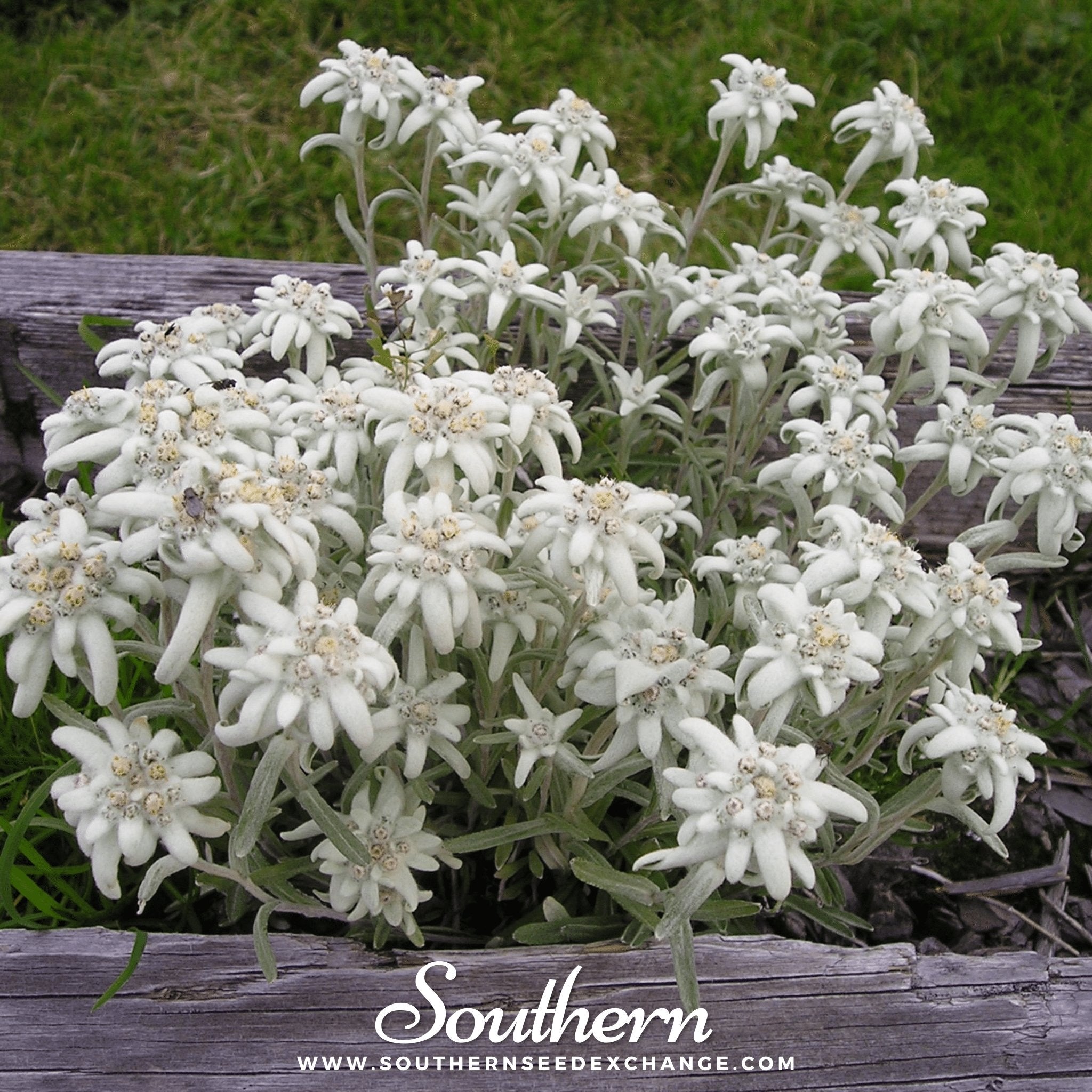 Southern Seed Exchange Edelweiss (Leontopodium Alpinum) - 100 Seeds